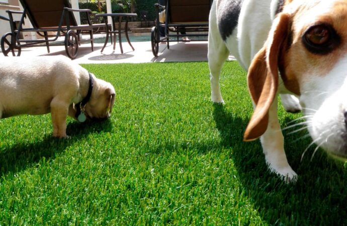 Pet Turf Installation-Synthetic Turf Team of Wellington